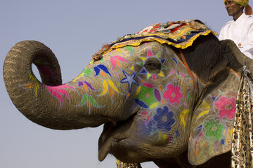 Colorful hand painted elephant , Holi festival , Jaipur, Rajasthan, India	