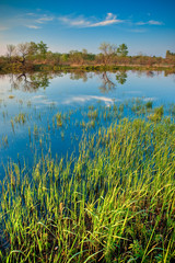 Wall Mural - lake mirror with green gass