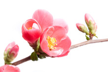 Spring Flowering Quince