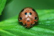 Macro of a ladybug