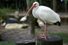 White Ibis With Black Tail On The Stamp