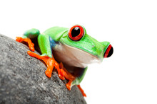 Frog On Rock Isolated White