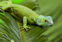 A Picture Of Iguana - Small Dragon, Lizard