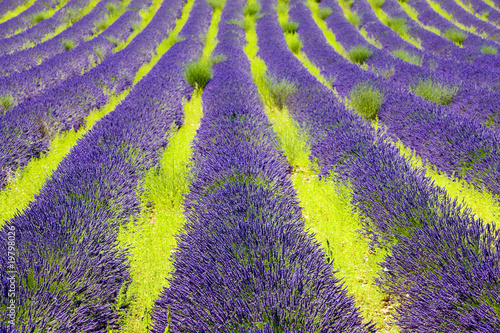 Tapeta ścienna Lawendowe pole, płaskowyż Valensole, Prowansja, Francja