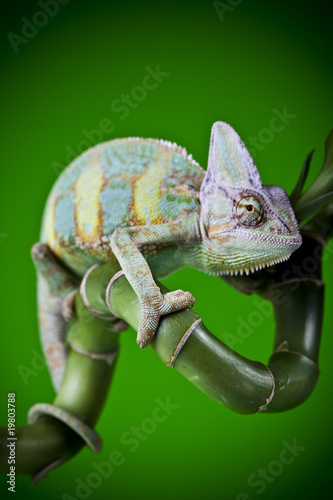 Naklejka samoprzylepna Zielony kameleon