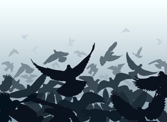 Wall Mural - pigeon edge
