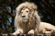 White male lion (Panthera leo) resting on a wooden platform