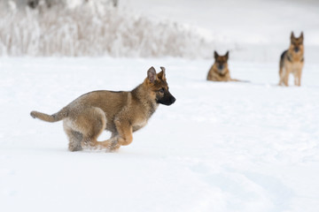 running puppy