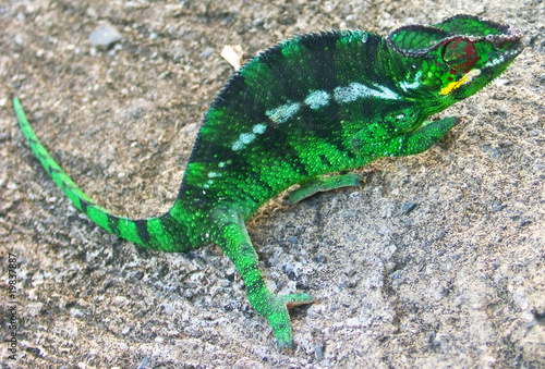 Naklejka samoprzylepna Kameleon
