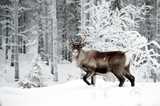 Fototapeta Młodzieżowe - reindeer