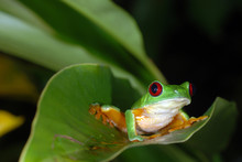 Red Eye Tree Frog On A Leaf In Costa Rica