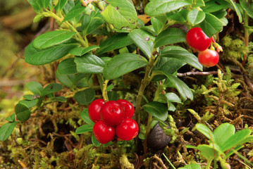 Poster - Preiselbeere Pflanze - cowberry plant 19