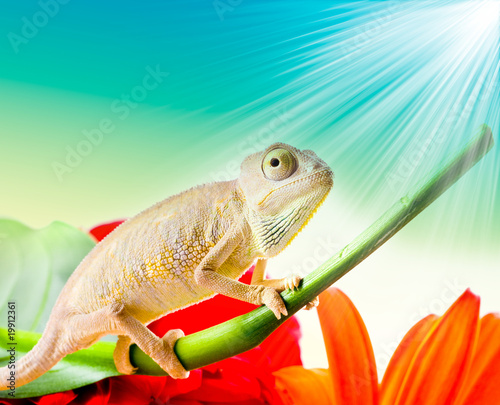 Naklejka samoprzylepna Kameleon na kwiat