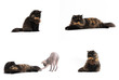 Persian tortie cat (PER f 62) isolate on white background
