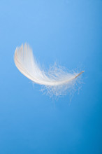 White Feather In The Blue Sky