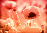 160_f_19925600_hkri2czsahyqiv3sohpw9cxzn2sgoy4w