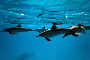 Wall Mural - Dolphins in the sea