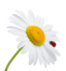 Ladybug is sitting on camomile against sky