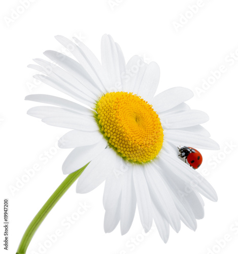 Fototapeta na wymiar Ladybug is sitting on camomile against sky