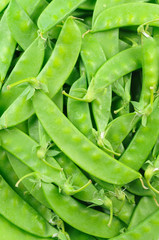 Wall Mural - Snow peas