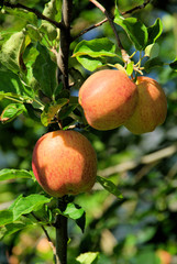 Poster - Apfel am Baum - apple on tree 133