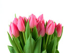 Fototapeta Tulipany - spring tulips isolated