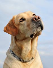 Wall Mural - regard de labrador