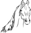 Arabian Horse 02
