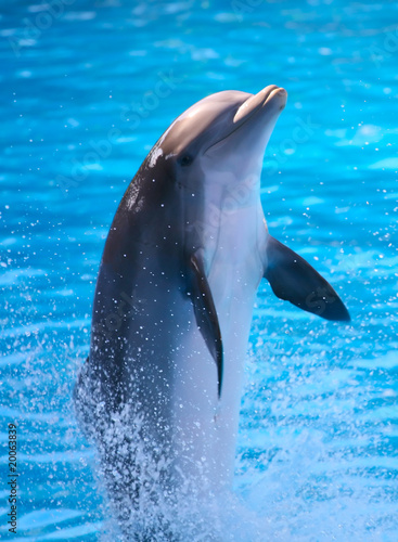 Board z aluminiowym obramowaniem Delfin