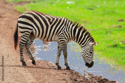 Plakat na papierze fotorealistycznym Zebra