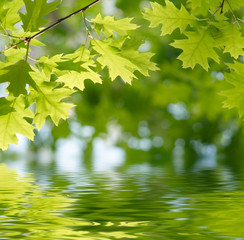 Green leaves reflecting in the water.