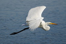 Great Egret Flying Over Clear Blue Water
