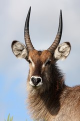 Wall Mural - Waterbuck Antelope