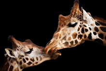 Tender Moment With Giraffes