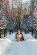 Winter holiday-walk in carriage with white horse