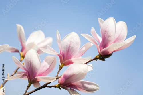 Board z aluminiowym obramowaniem Kwiaty magnolii na niebie