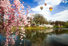 The Cherry Blossom Festival In New Jersey