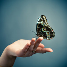 Butterfly On The Palm