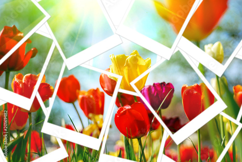 Polaroid images of tulips