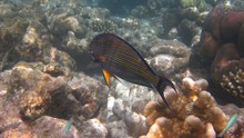 Fish hounting on coral reef 1
