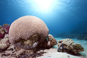 Wall Mural - Brain coral