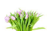 Fototapeta Tulipany - Violet tulips isolated on white background