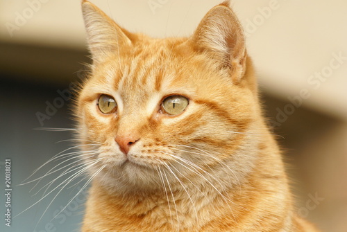 Chat Europeen Roux Tabby Photo Stock Adobe Stock Chat Europeen Roux Tabby Photo Stock Adobe Stock