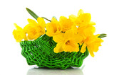 Fototapeta Tulipany - Basket with daffodils