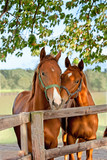 Fototapeta Konie - two horses in paddock