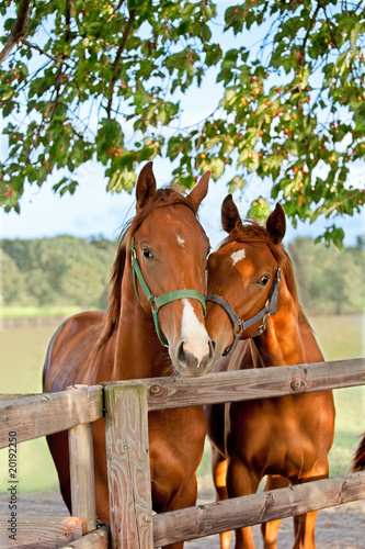 Plakat dwa konie w padoku