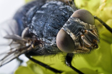 Extrem Close-up Of A Fly Head