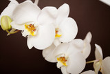 Fototapeta Panele - Beautiful orchid on brown background