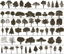 Vector Trees