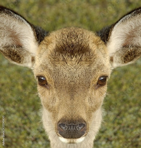 Fotoboard na płycie Deer